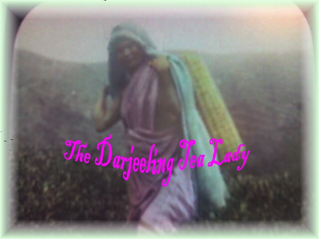 The Darjeeling Tea Lady
