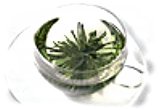 GOPALDHARA DARJEELING ROSETTES