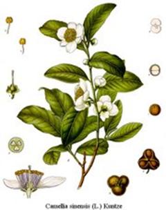 GOPALDHARA AUTUMNAL DARJEELING