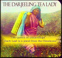 The Darjeeling Tea Lady :: Tea Collection